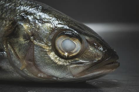 Tag/19 Ikan Busuk - wintechmobiles.com