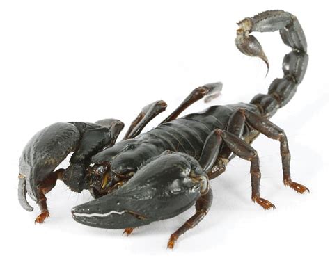 Tag/5 Kalajengking - wintechmobiles.com