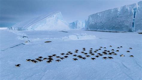 Tag/6 Penguin Kaisar - wintechmobiles.com