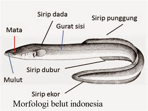Tag/Anatomi Dan Morfologi Belut - wintechmobiles.com