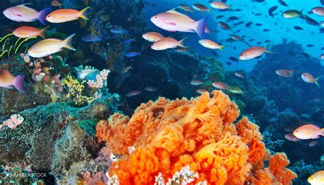 Tag/Biodiversitas Laut - wintechmobiles.com