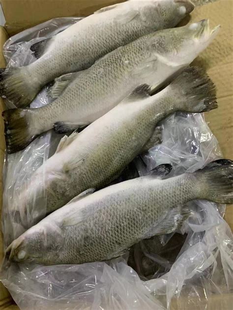 Tag/Ikan Barramundi Atau Bass 0167 Ppm - wintechmobiles.com