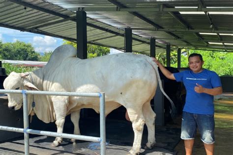 Tag/Sapi Kurban - wintechmobiles.com