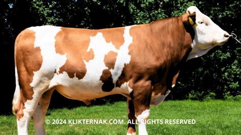 Tag/Sapi Simental - wintechmobiles.com