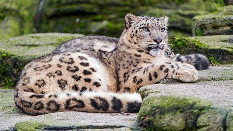 Tag/Snow Leopard - coolestguyplanet.net