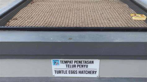 Tag: Penangkaran Tukik - Yayasan IKA Foundation Lepas Ratusan Tukik di ... - raincitystudios.com