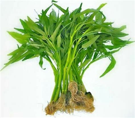 Tahapan Budidaya Tanaman Kangkung - balustradellc