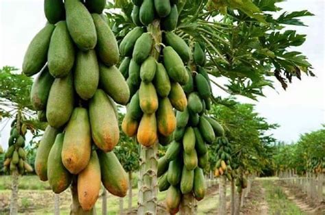 Tahapan dan Prospek Budidaya Pepaya California - balustradellc