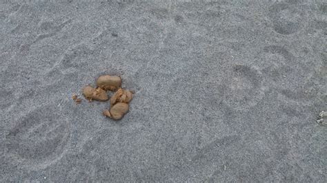 Tahi Kuda - balustradellc