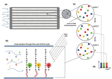 TAIL-Seq - Illumina