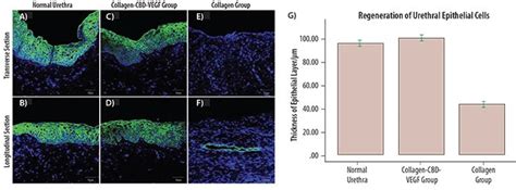 Tailoring Collagen-Based Matrices for Regenerative Medicine and Tissue ... - wintechmobiles.com