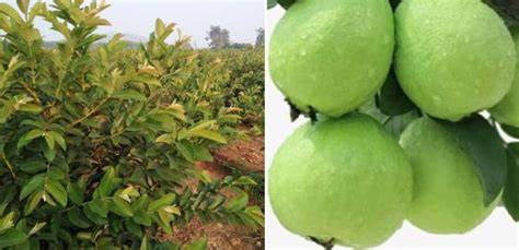 Taiwan Guava Farming, Planting, Harvesting, Yield, Profit - raincitystudios.com