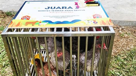 Tak Hanya Domba, Ayam asal Garut Juga Jadi Jawara dalam Kontes Ternak ... - balustradellc