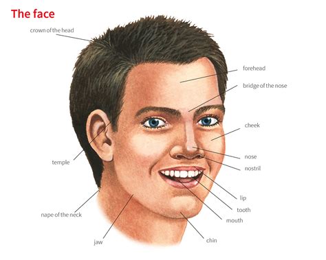 TAKE IT ON THE CHIN English meaning - Cambridge Dictionary