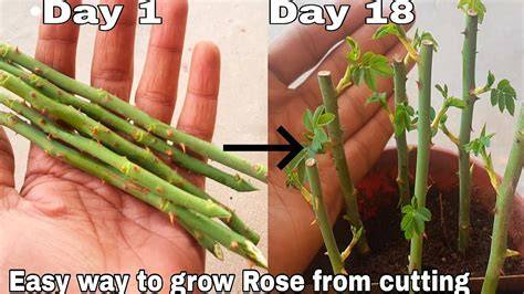 Taking cuttings of roses. Rose propagation - Gardenseeker.co.uk - raincitystudios.com