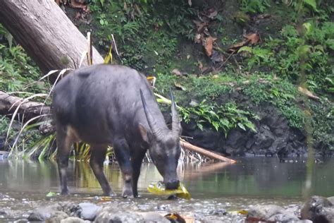 Taluditi Forest — Forest Conservation Fund - muktibox.com