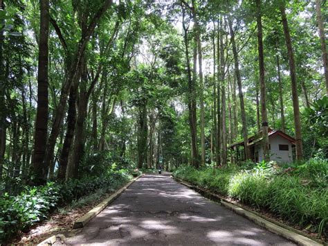 Taman Hutan Raya Abdul Latief - Wikipedia bahasa Indonesia ... - raincitystudios.com
