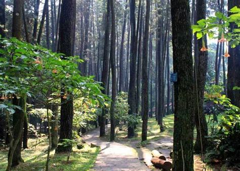 Taman Hutan Raya Bukit Barisan - Blogger - raincitystudios.com