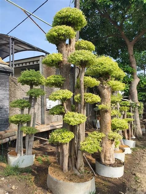 Taman Minimalis dengan Vocal Point Bonsai Anting Putri ... - balustradellc