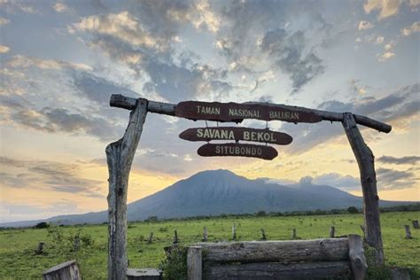 Taman Nasional Baluran "Africa Van Java": Tips Road Trip dan Waktu ... - balustradellc