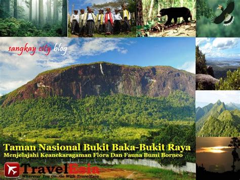 Taman Nasional Bukit Baka Bukit Raya - Wikiwand - raincitystudios.com