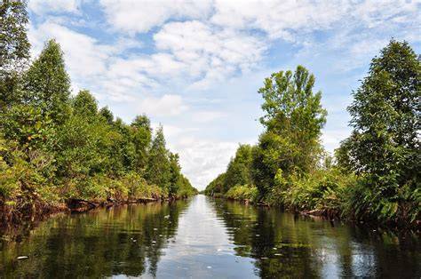 TAMAN NASIONAL SEBANGAU – visitKALTENG - raincitystudios.com