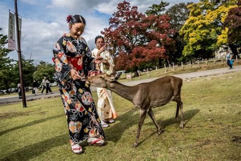 Taman Rusa Nara & Todai-ji: Panduan Perjalanan Sehari dari Kyoto - balustradellc