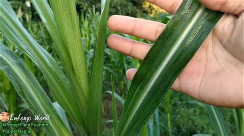 Tamang Pagtanim ng napier Grass (Proper Planting Position) - balustradellc