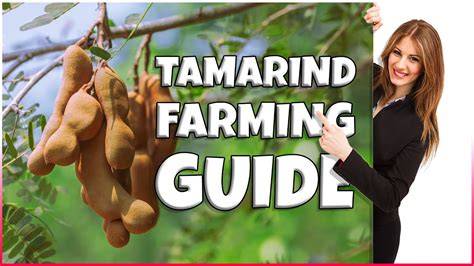 Tamarind Cultivation 101: A Step-by-Step Guide for Beginners - raincitystudios.com