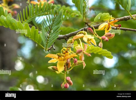 Tamarind Tree Flowers - raincitystudios.com