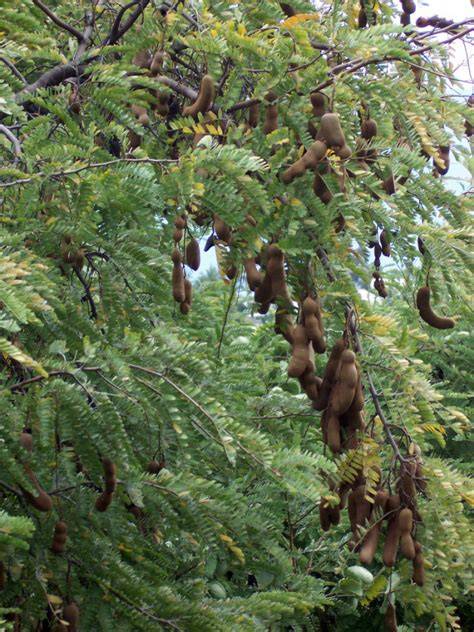 Tamarindus indica - Plant Finder - Missouri Botanical Garden - raincitystudios.com