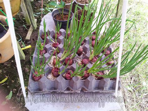 Tanam Bawang Merah - balustradellc