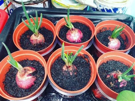 tanam bawang merah di halaman rumah > Videos - PLAYBOARD - balustradellc