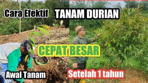 Tanam durian di lahan berbukit / miring - cara pembuatan terasering - raincitystudios.com