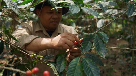 Tanam Kopi, Selamatkan Hutan - Jelajah Kompas - raincitystudios.com