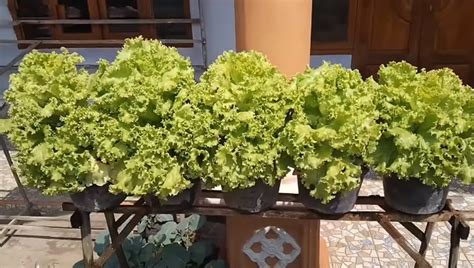 Tanam selada air di pot - balustradellc