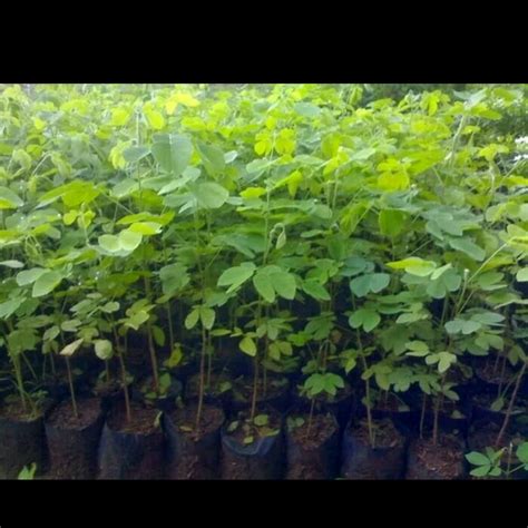 TANAMAN ASLI INDONESIA: Pohon Trembesi - Blogger - raincitystudios.com