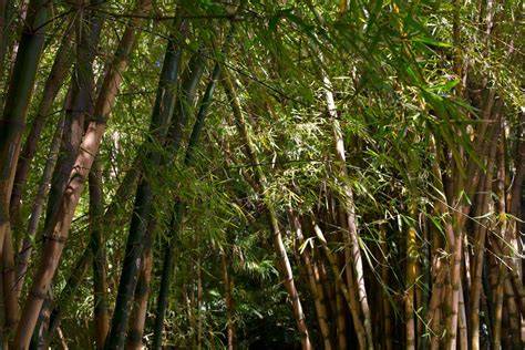 Tanaman Bambu untuk Mitigasi Tanah Longsor - Halaman 2 dari 3 - raincitystudios.com