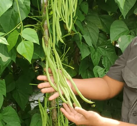 Tanaman Buncis - balustradellc