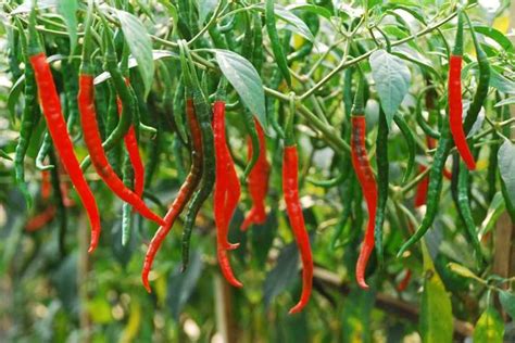 Tanaman Cabai Keriting - balustradellc