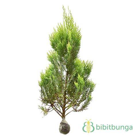 Tanaman Cemara Kipas / Thuja Orientalis / Platycladus Orientalis ... - raincitystudios.com