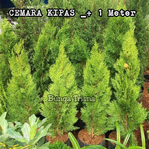 Tanaman Cemara Kipas 1 Meter - raincitystudios.com