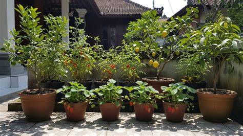 Tanaman dalam Pot: Panduan Berkebun Sayuran dalam Pot - raincitystudios.com