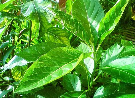 Tanaman Daun Afrika - balustradellc