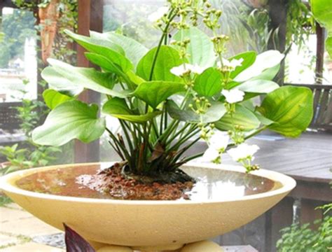 Tanaman Di Air - balustradellc