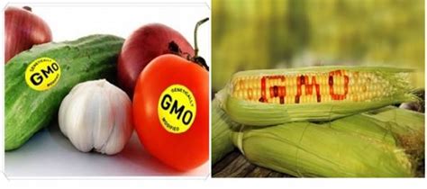 TANAMAN GENETICALLY MODIFIED ORGANISM DAN … - raincitystudios.com