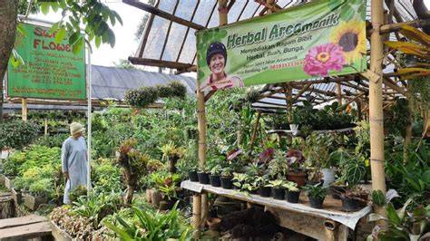 Tanaman Herbal Indoor - Herbalian Mania - raincitystudios.com