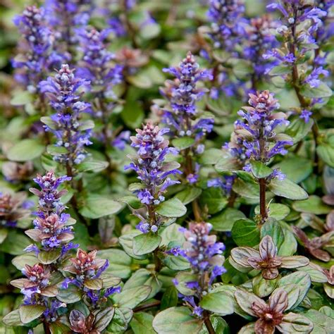 Tanaman Hias Ajuga Reptans 'Chocolate Chip - Shopee Indonesia - raincitystudios.com