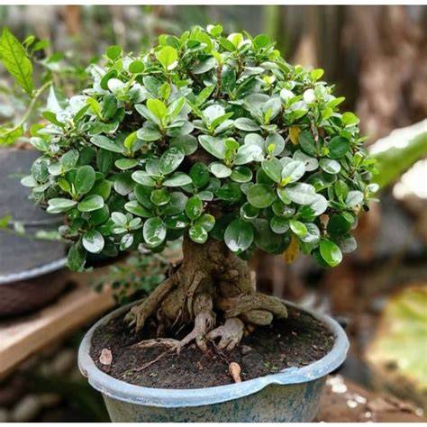 tanaman hias beringin dolar Plus Pot - bonsai koin / bibit beringin ... - raincitystudios.com