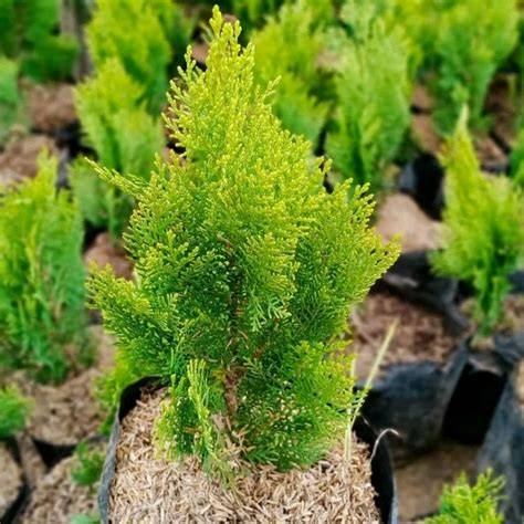 Tanaman Hias Cemara Kipas di PETANI JKT - raincitystudios.com